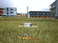 berlaufbecken der Regenwasserversickerung